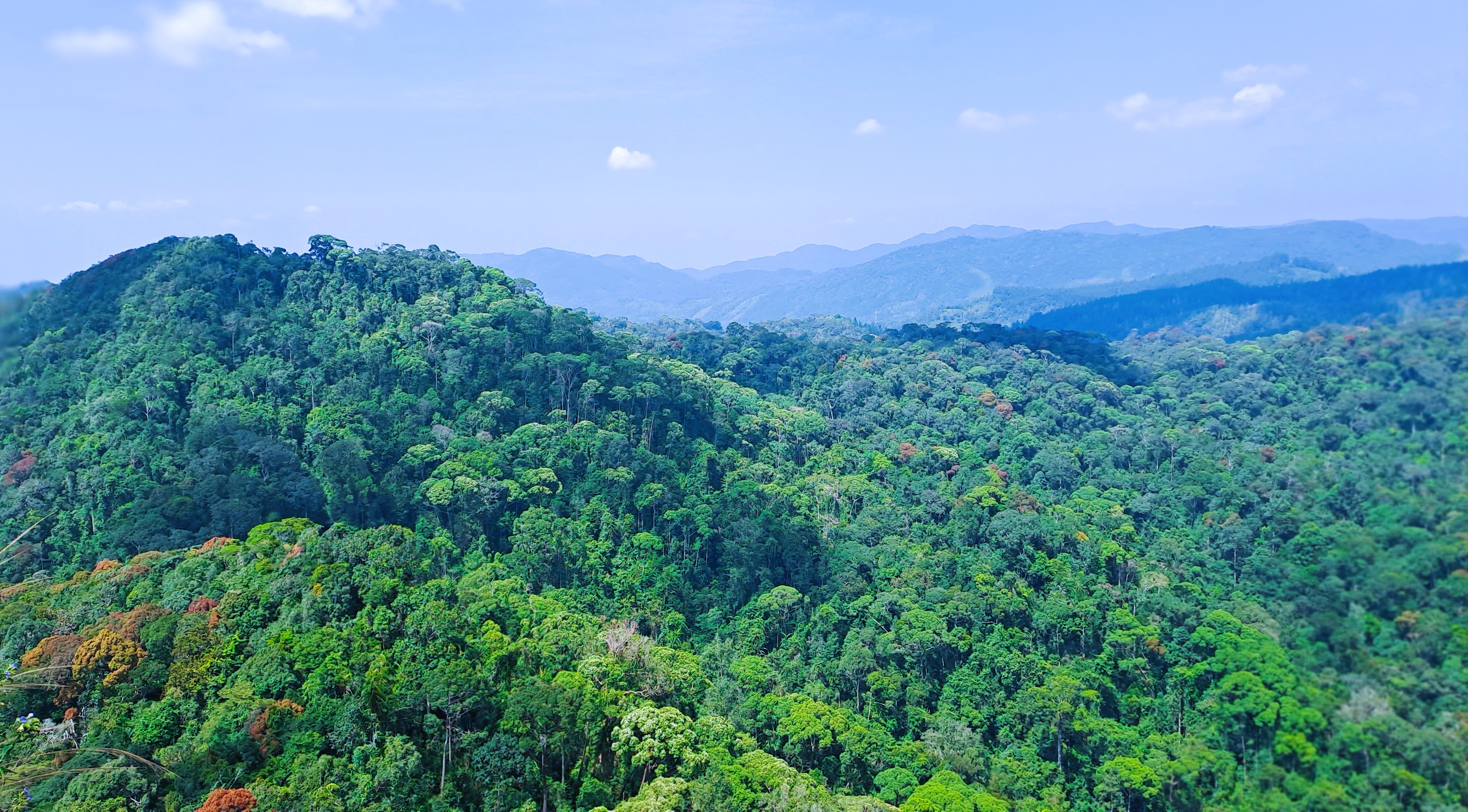 Sinha Raje Rainforest Vibe Sinharaja