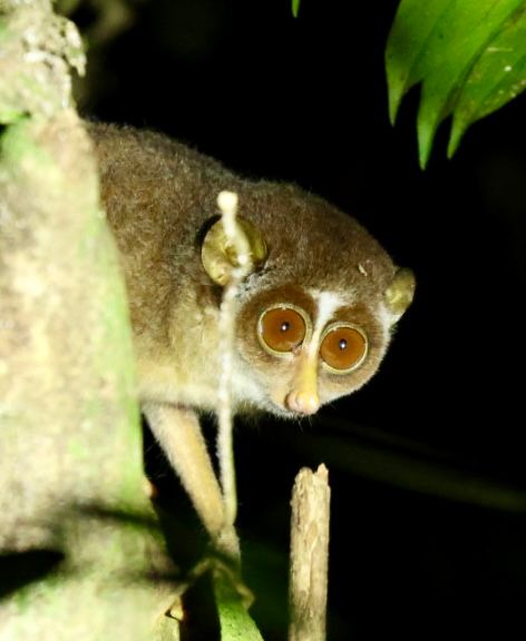 Secrets of the Night – Sinharaja After Dark