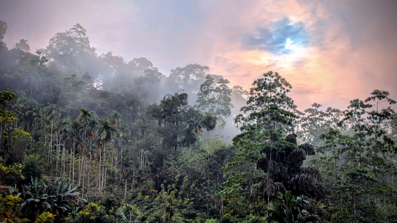 The Ultimate Sinharaja Rainforest Travel Guide: Discovering Sri Lanka’s Emerald Heart (2025-2026)