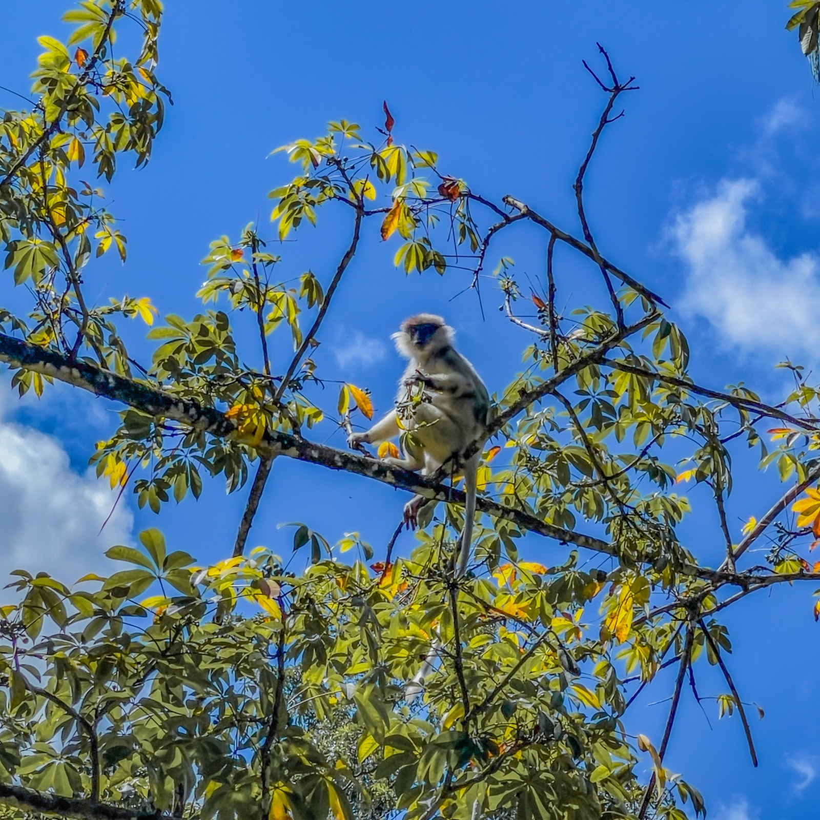 Whispers of the Canopy – Bird Watching Trail